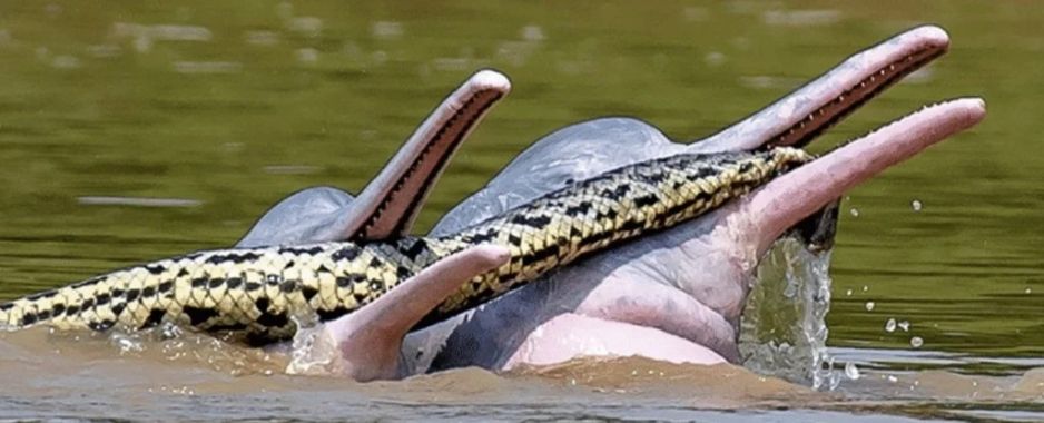 Powstało niesamowite zdjęcie – delfiny z anakondą w pyskach. O co chodzi? (Fot. Entiauspe-Neto et al., Ecology, 2022)