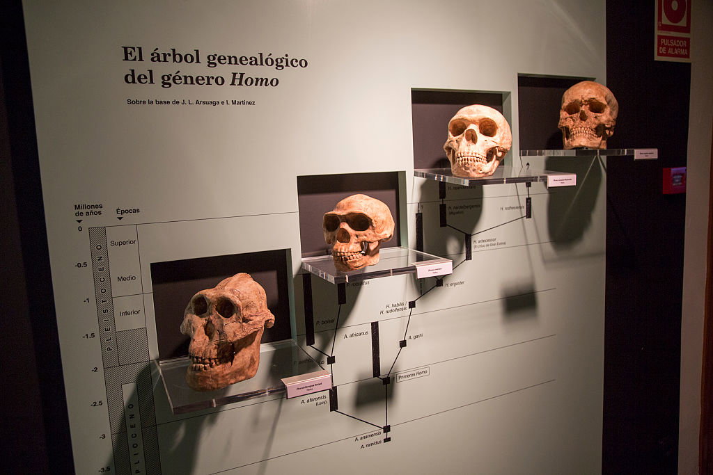 Jak powstał człowiek, czyli co wiemy o historii ewolucji ludzkości? (fot. Geography Photos/Universal Images Group via Getty Images)