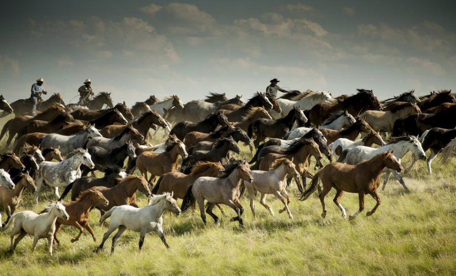 Konie na zdjęciach fotografów National Geographic