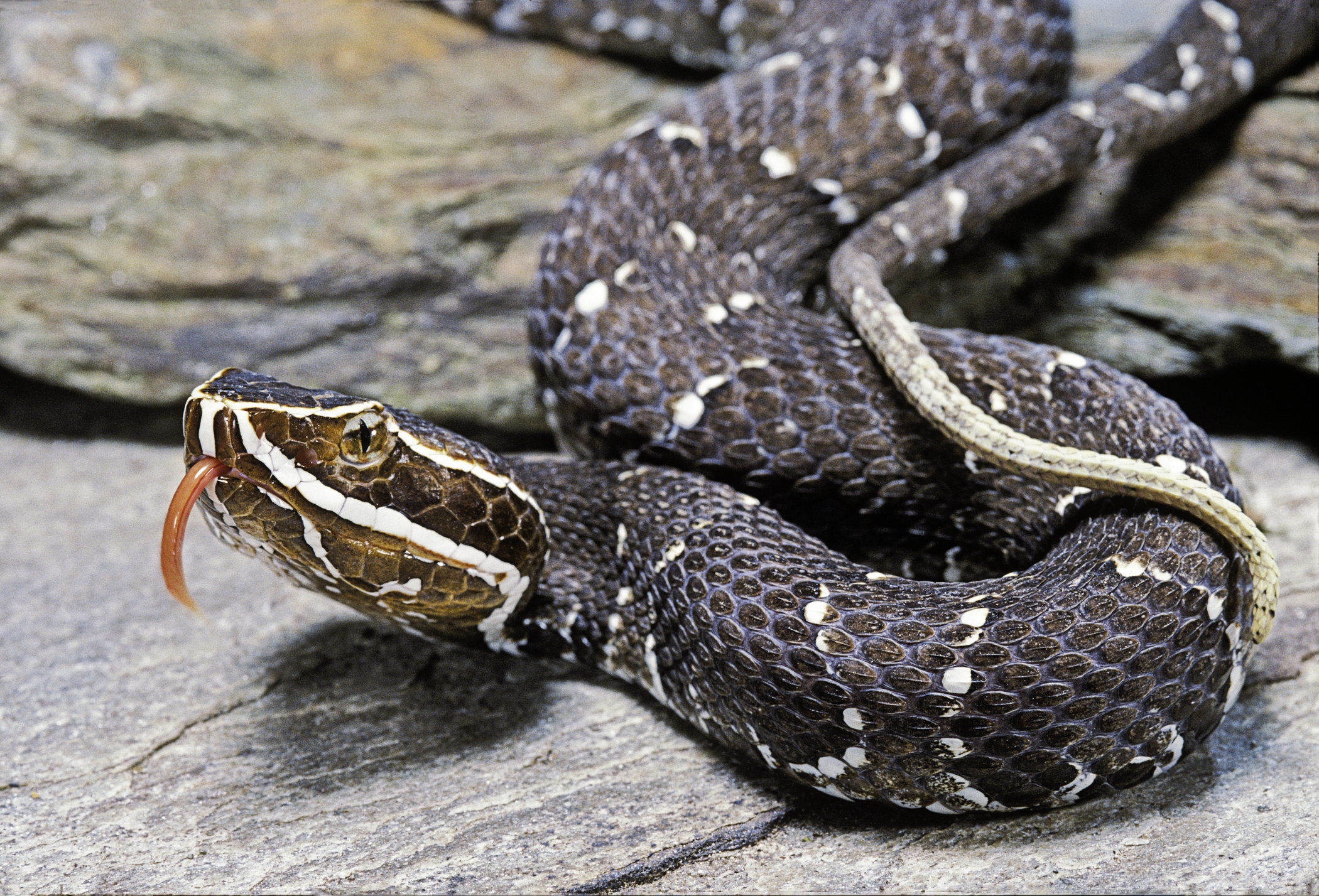 Agkistrodon bilineatus
