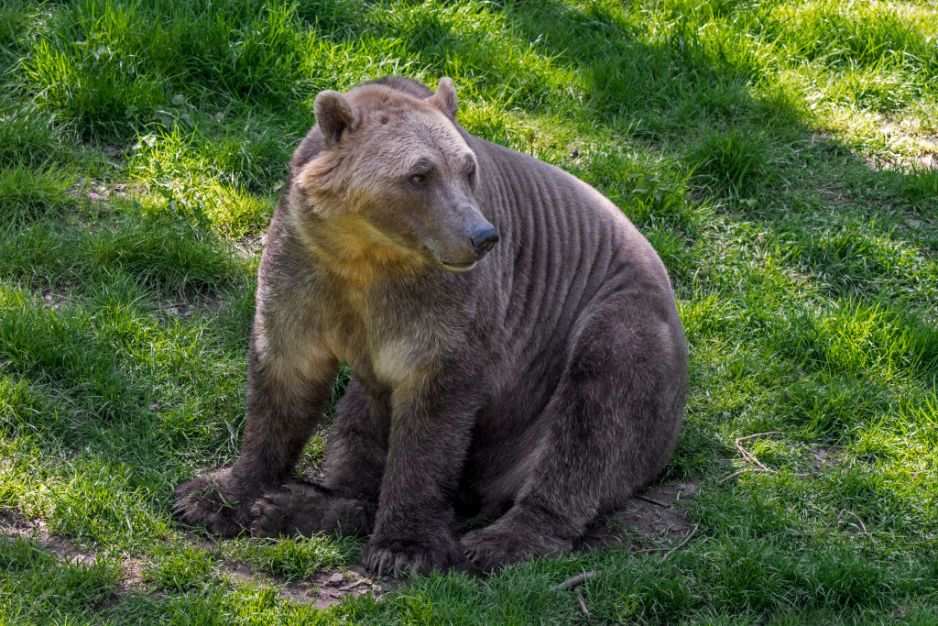 pizzly