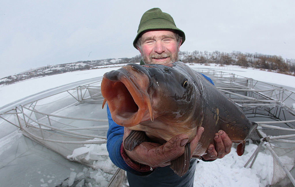 Największy karp na świecie