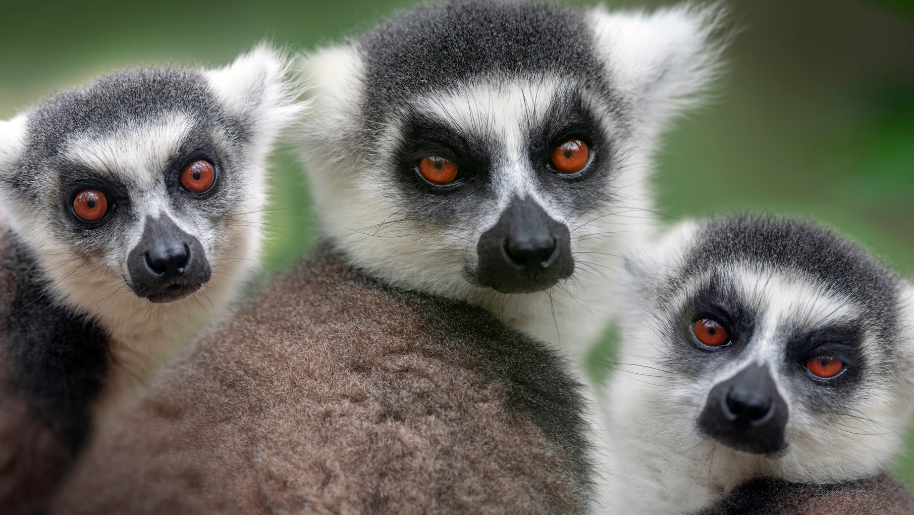 Madagaskar traci bioróżnorodność. Odbudowa przyrody na wyspie potrwa miliony lat