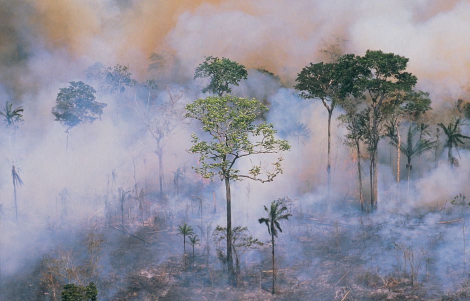 Amazonia zamienia się w Sawannę