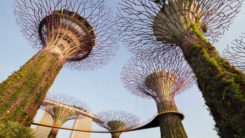 Takich roślin nie ma nigdzie indziej na świecie. Gdzie rosną superdrzewa?