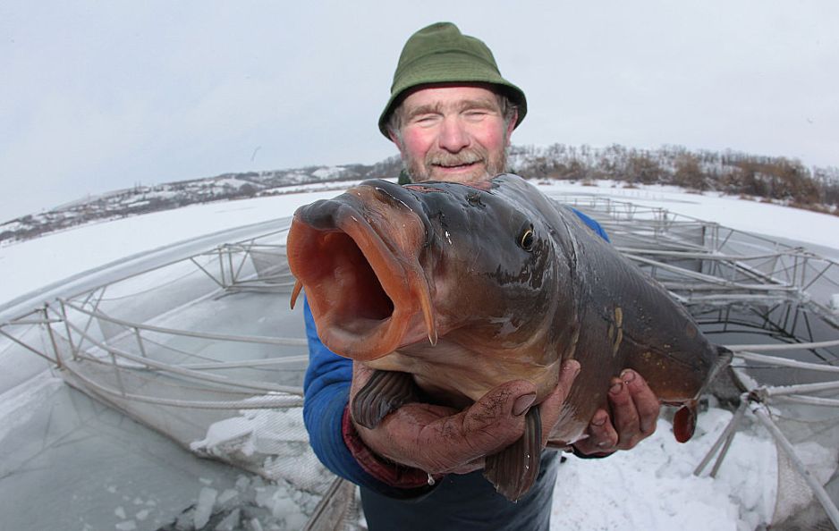 Największy karp na świecie