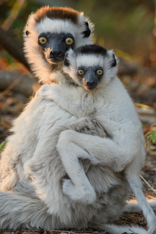 Sifaka biała