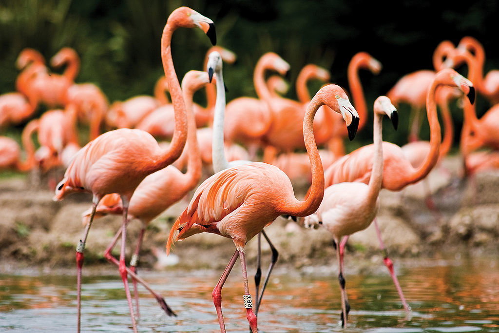 Dlaczego flamingi są różowe?