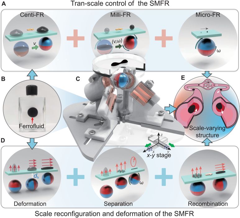 Powstał robot jak Terminator T-1000 – rozpada się na mniejsze krople, po czym ponownie łączy się w całość (fot. Xinjian Fan et al, Science Advances (2022). DOI: 10.1126/sciadv.abq1677)