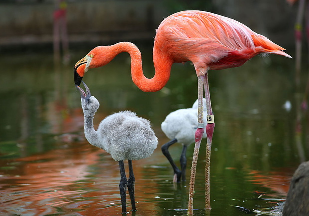 Flamingi