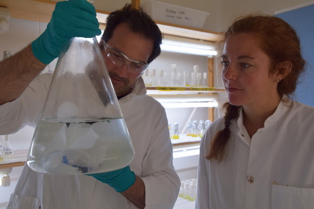 Bakterie naprawdę zjadają plastik. Czy to rozwiąże nasz problem z odpadami zanieczyszczającymi oceany? (fot. Maaike Goudriaan, NIOZ)
