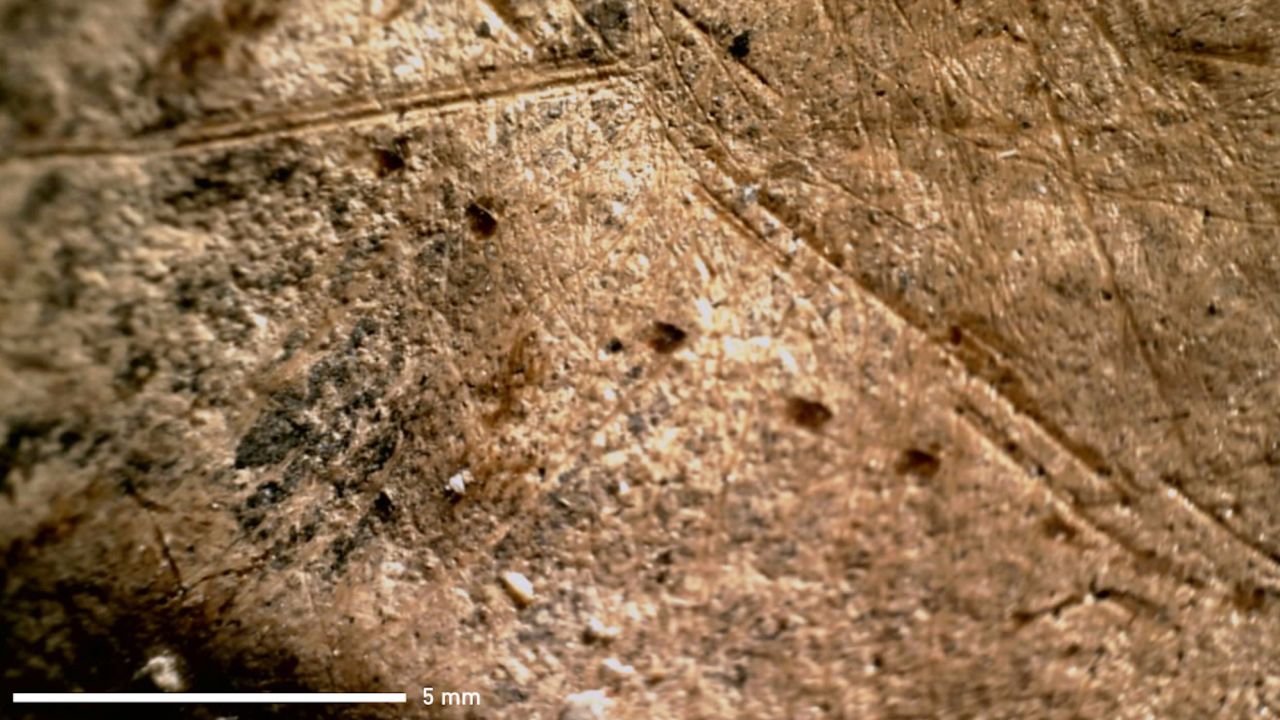 Neandertalczycy
