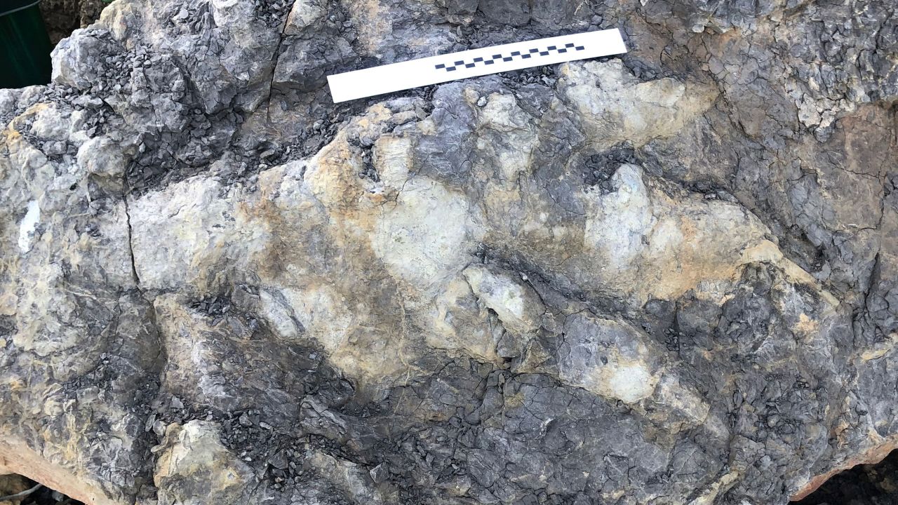 odcisk dinozaura