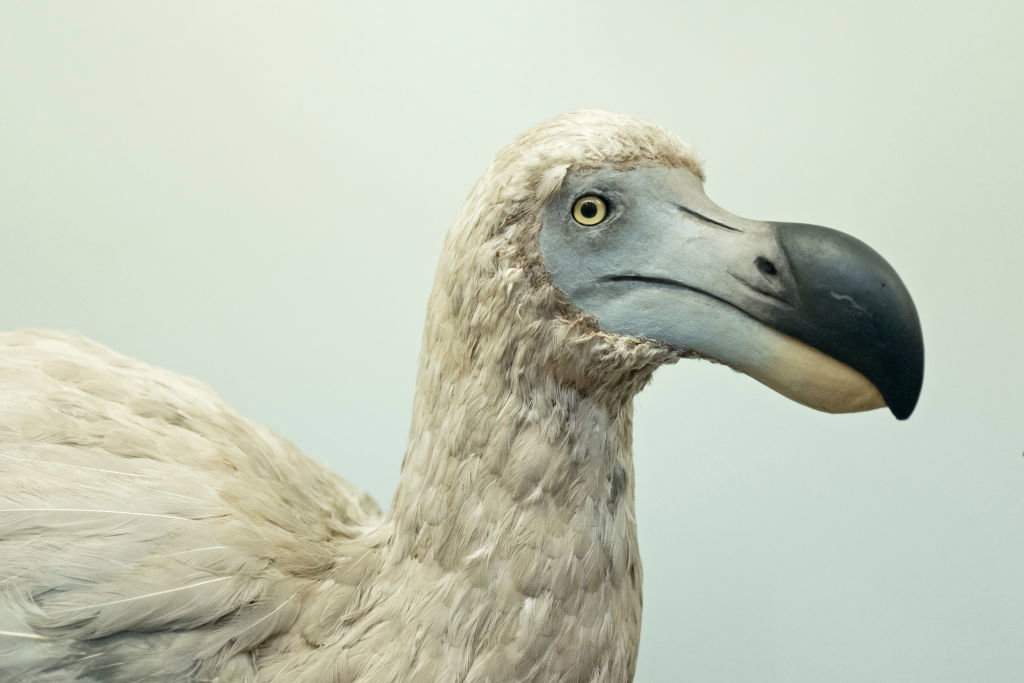 Dront dodo powróci na Ziemię? Firma zajmująca się edycją genów zbiera fundusze na jego wskrzeszenie (fot. David Tipling/Education Images/Universal Images Group via Getty Images)