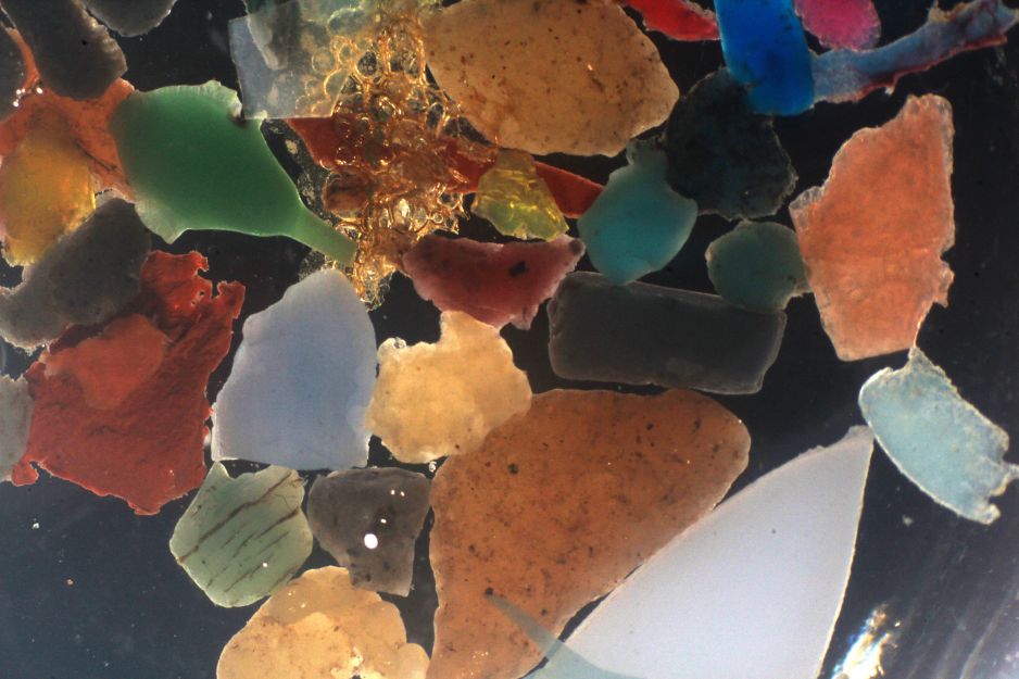 Bakterie naprawdę zjadają plastik. Czy to rozwiąże nasz problem z odpadami zanieczyszczającymi oceany? (fot. Maaike Goudriaan, NIOZ)