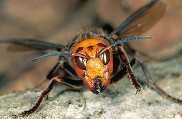 azjatycki-szerszen-vespa-mandarinia-fot-atsuo-fujimaru-minden-pictures-national-geographic-e37a8a8