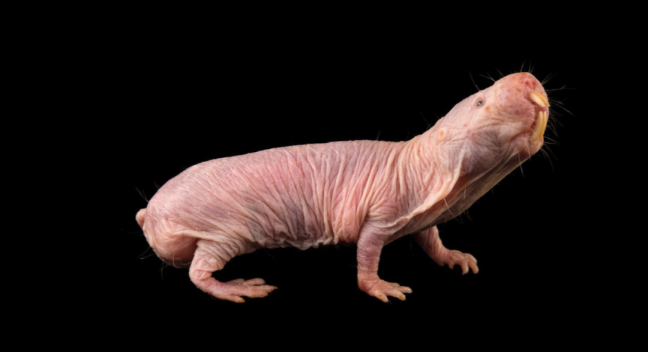 Golce piaskowe - jedyne w swoim rodzaju bezwłose kretoszczury (PHOTOGRAPH BY JOEL SARTORE, NATIONAL GEOGRAPHIC PHOTO ARK)