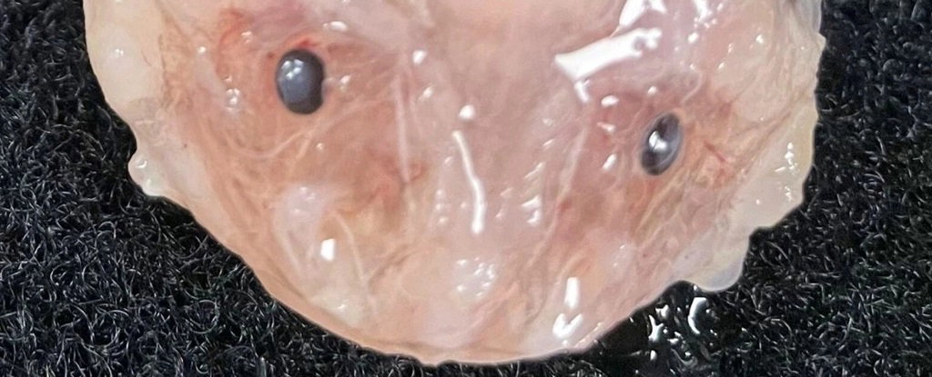 Jaka ryba żyje na największej głębokości? Mamy nowego rekordzistę. Zobacz wideo z ponad 8 km pod wodą (fot. Minderoo-UWA Deep Sea Research Center)