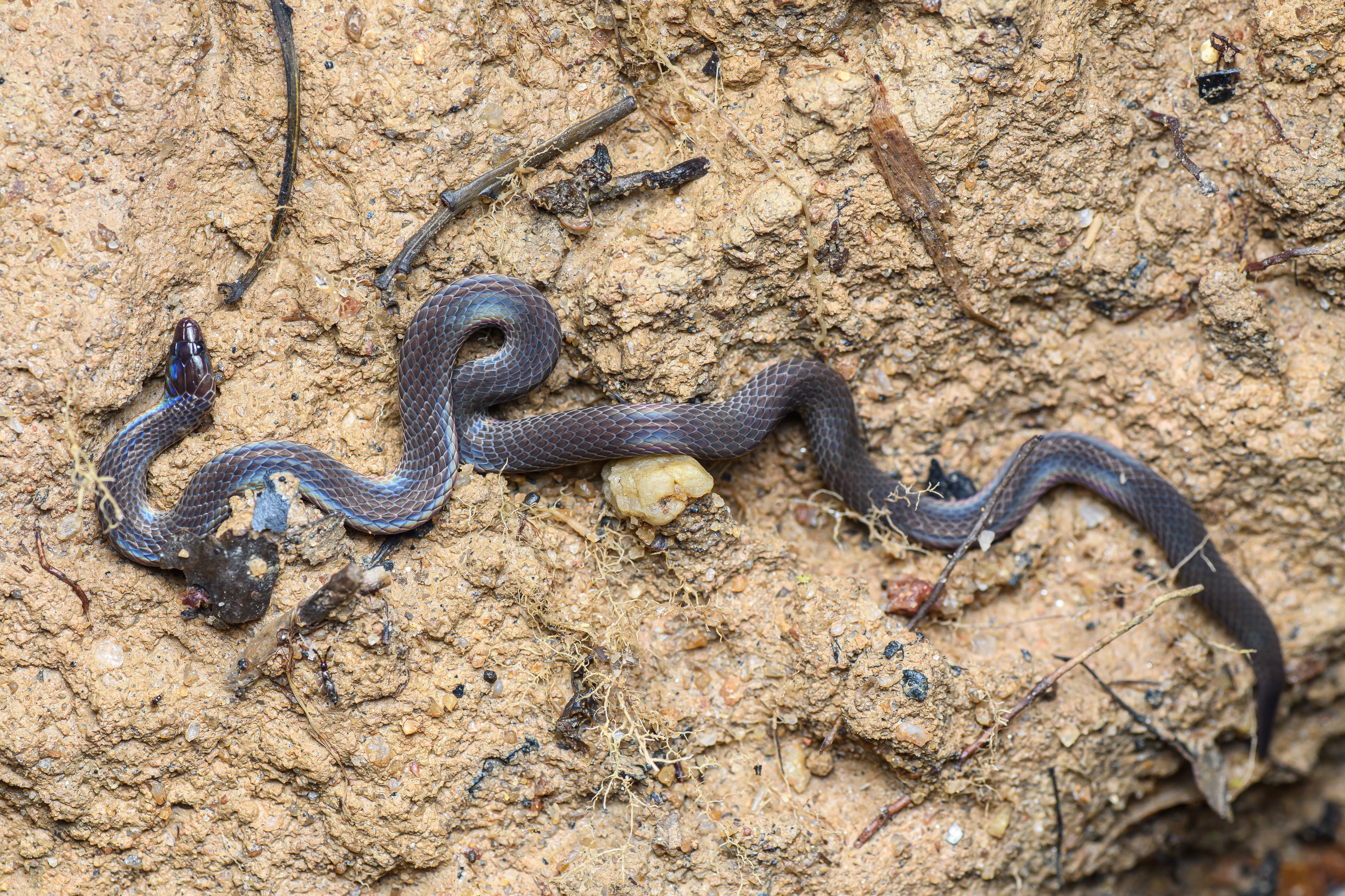 Pseudorabdion longiceps