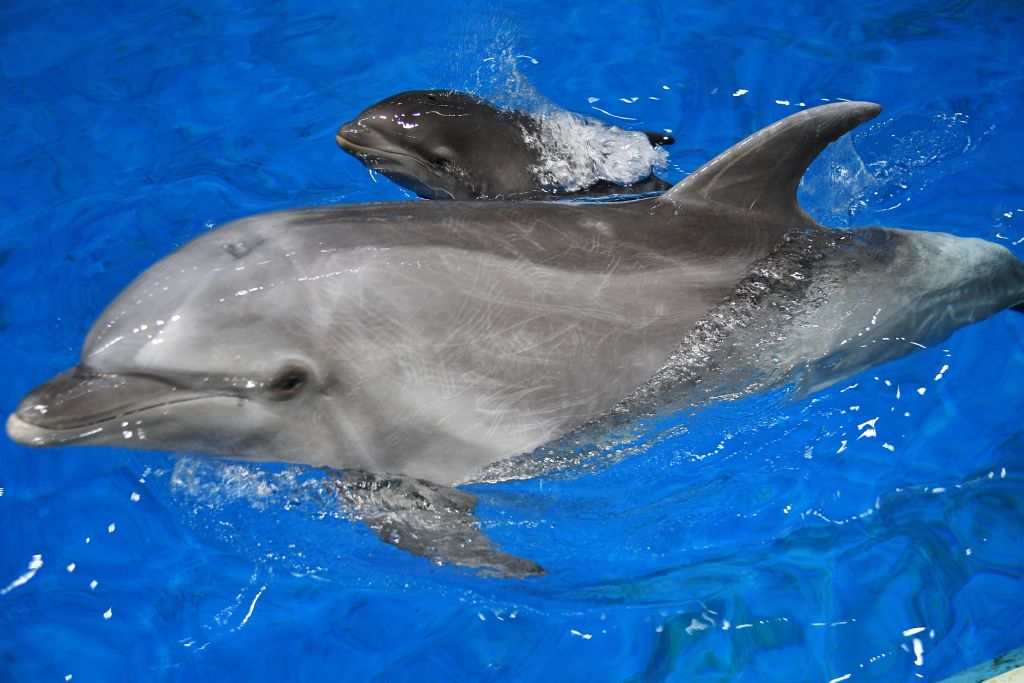 Jak się rodzi delfin