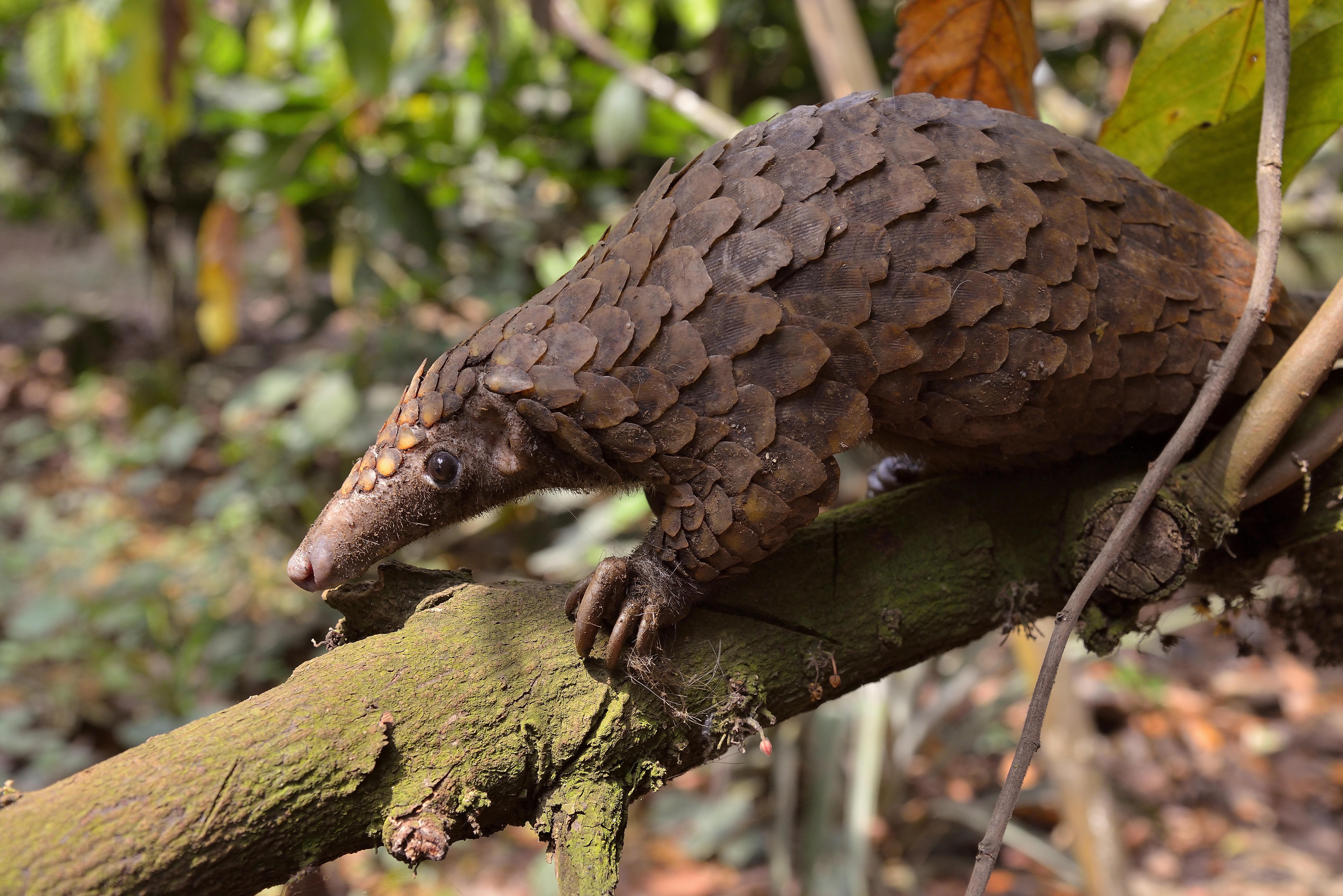 pangoliny