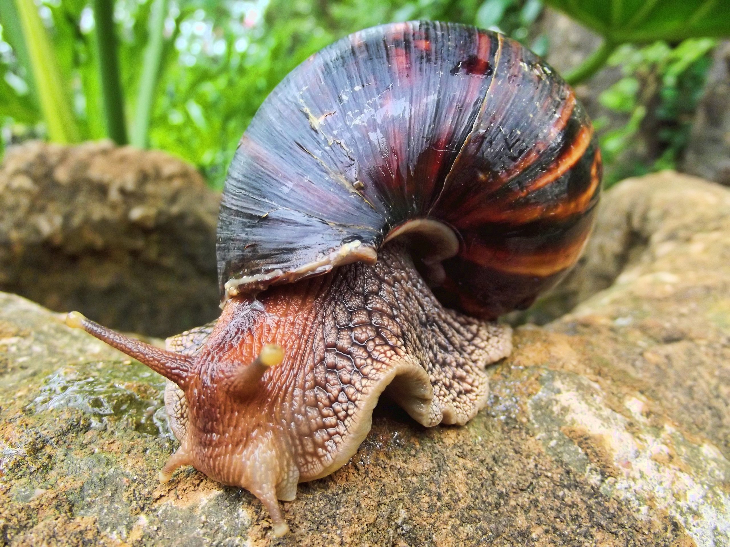 Największy ślimak na świecie może ważyć pół kilograma. Daleko mu jednak do największego mięczaka na Ziemi (fot. Sonel.SA, Wikimedia Commons, CC-BY-SA-3.0)