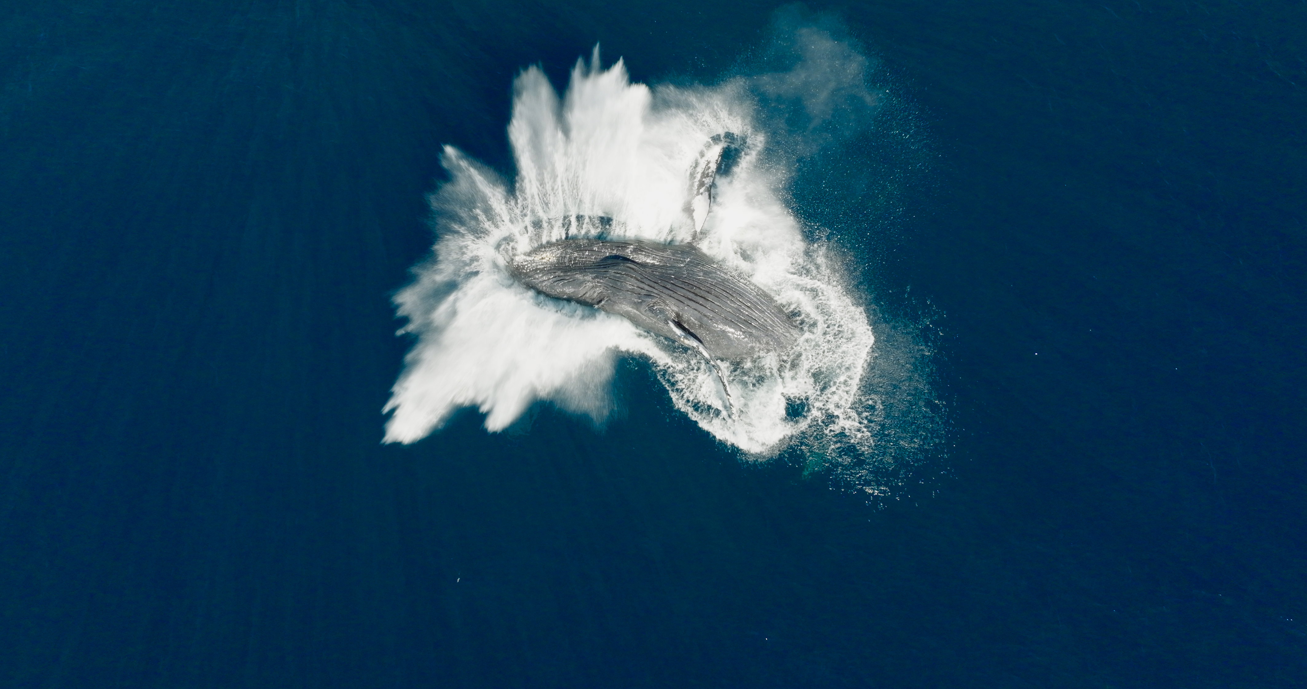 Whale Nation