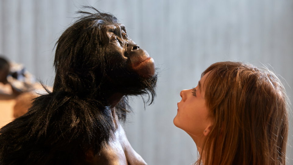 Wyprostowana Lucy? Rekonstrukcja mięśni homininów