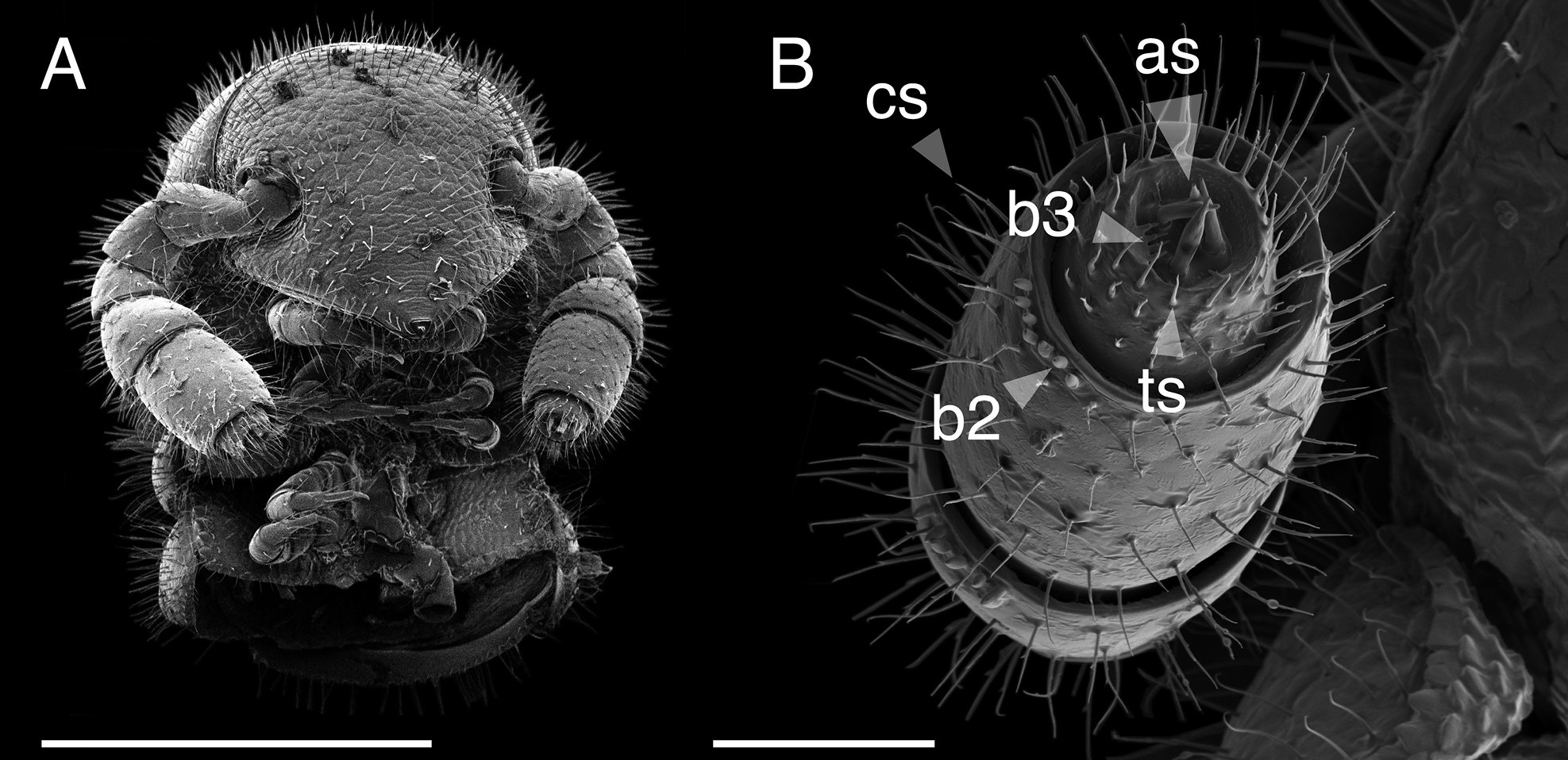 Odkryto zwierzę, które ma 486 nóg i głowę „Predatora”. Można je spotkać w Kalifornii (fot. ZooKeys (2023). DOI: 10.3897/zookeys.1167.102537)