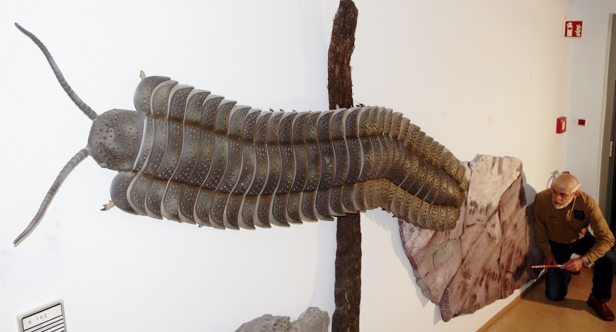 rekordowa stonoga