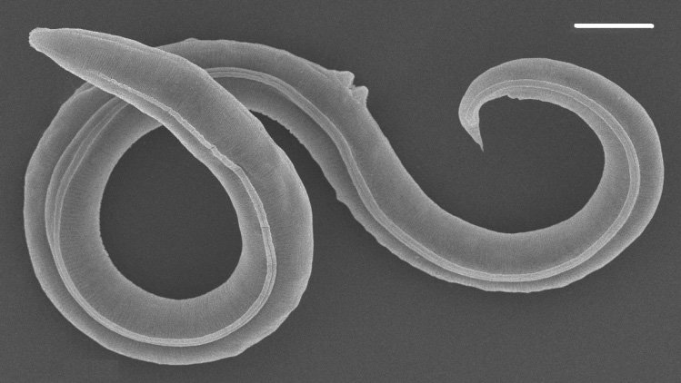 Nieśmiertelny ze zmarzliny: ten mały robak przetrwał zamrożony 46 tys. lat. Teraz udało się go ożywić (fot. Shatilovich et al, 2023, PLOS Genetics; (CC-BY 4.0))