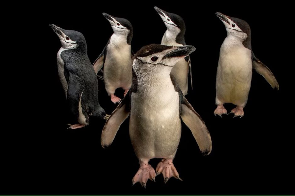 Te pingwiny zapadają w sen 10 tys. razy dziennie. Ich drzemki trwają tylko 4 sekundy (fot. JOEL SARTORE, NATIONAL GEOGRAPHIC PHOTO ARK)