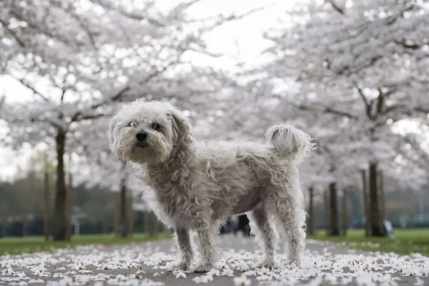 Bichon Frise