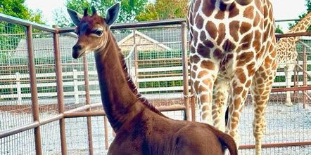W zoo w Tennessee urodziła się żyrafa bez cętek. To jedyne takie zwierzę na świecie (fot. Brights Zoo)