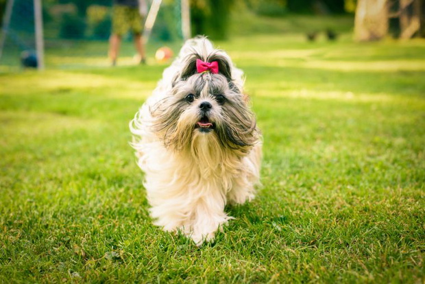 Shih Tzu