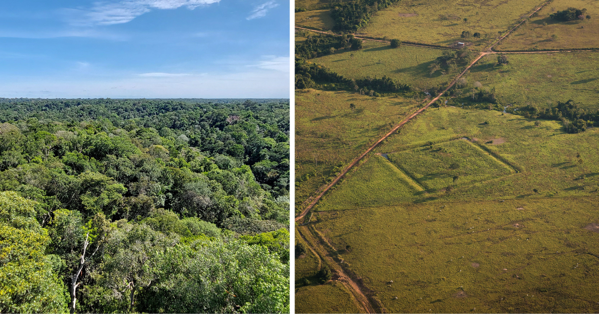 Nawet ponad 10 tys. nieznanych stanowisk archeologicznych czeka na odkrycie w Amazonii / Fot. Hans ter Steege/Diego Lourenço Gurgel