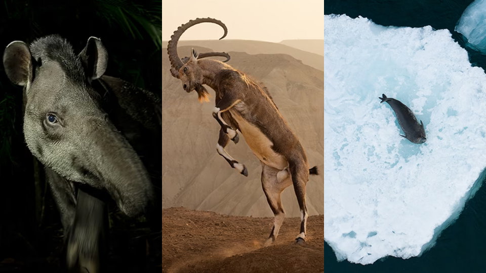 Wildlife Photographer of the Year