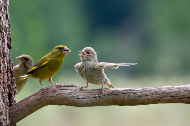 Dispute
