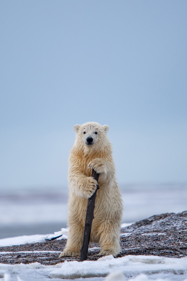 The Cabaret Bear
