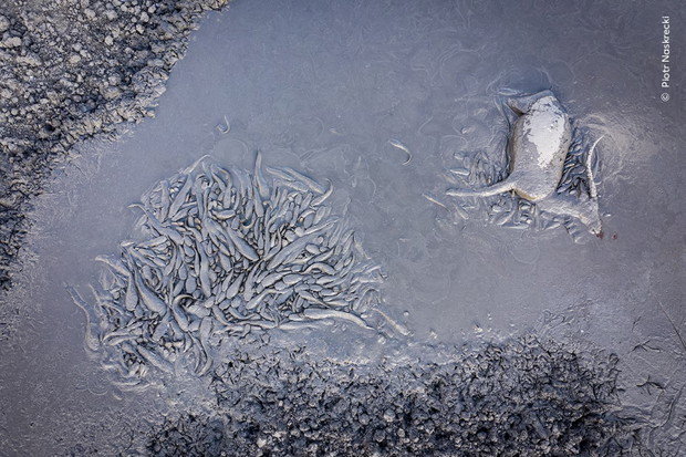 Wildlife Photographer of the Year