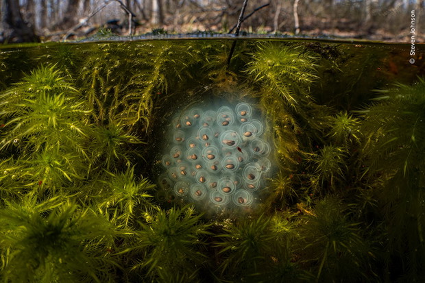 Wildlife Photographer of the Year