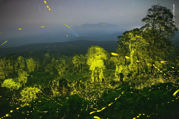 Wildlife Photographer of the Year