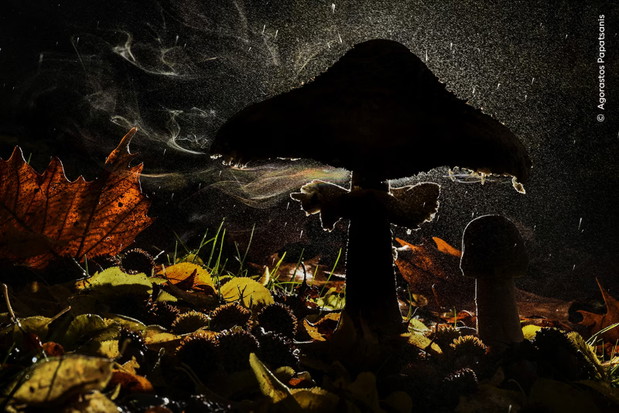 Wildlife Photographer of the Year