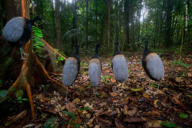 Wildlife Photographer of the Year