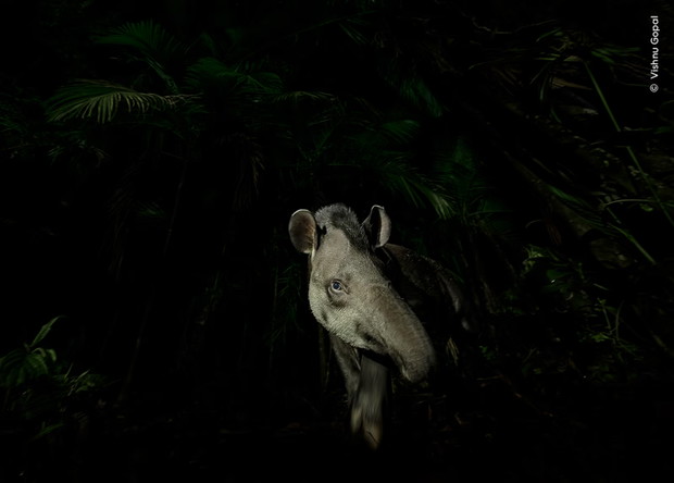Wildlife Photographer of the Year