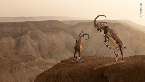 Wildlife Photographer of the Year