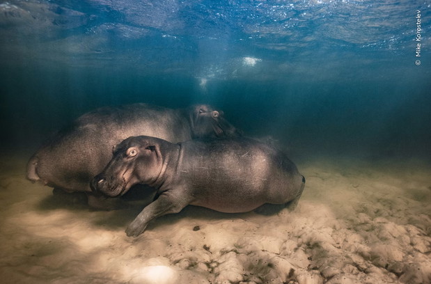 Wildlife Photographer of the Year