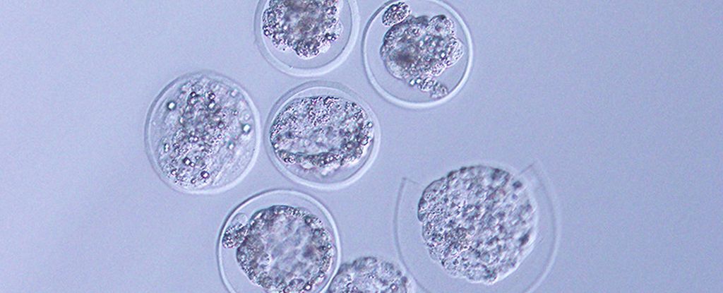 Ciąża w kosmosie? To może się udać. Na ISS po raz pierwszy wyhodowano mysie embriony (fot. Teruhiko Wakayama/University of Yamanashi)