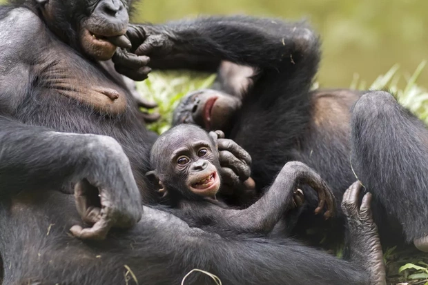 szympans-karlowaty-ciekawostki-i-zwyczaje-jakie-zagrozenia-czyhaja-na-malpy-bonobo-fot-getty-images1324022-cd12527