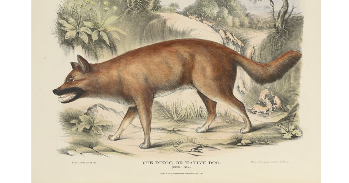 dingo